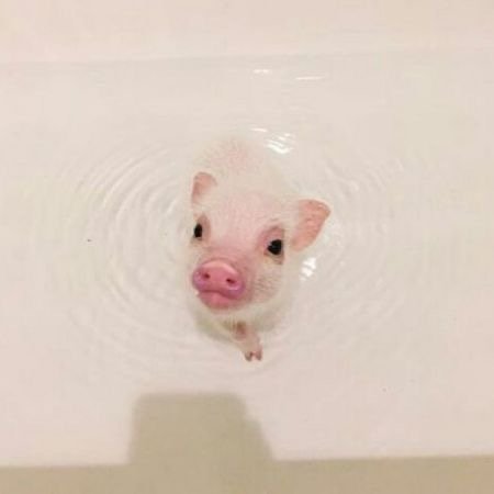 猪你的鼻子有两个孔🐽