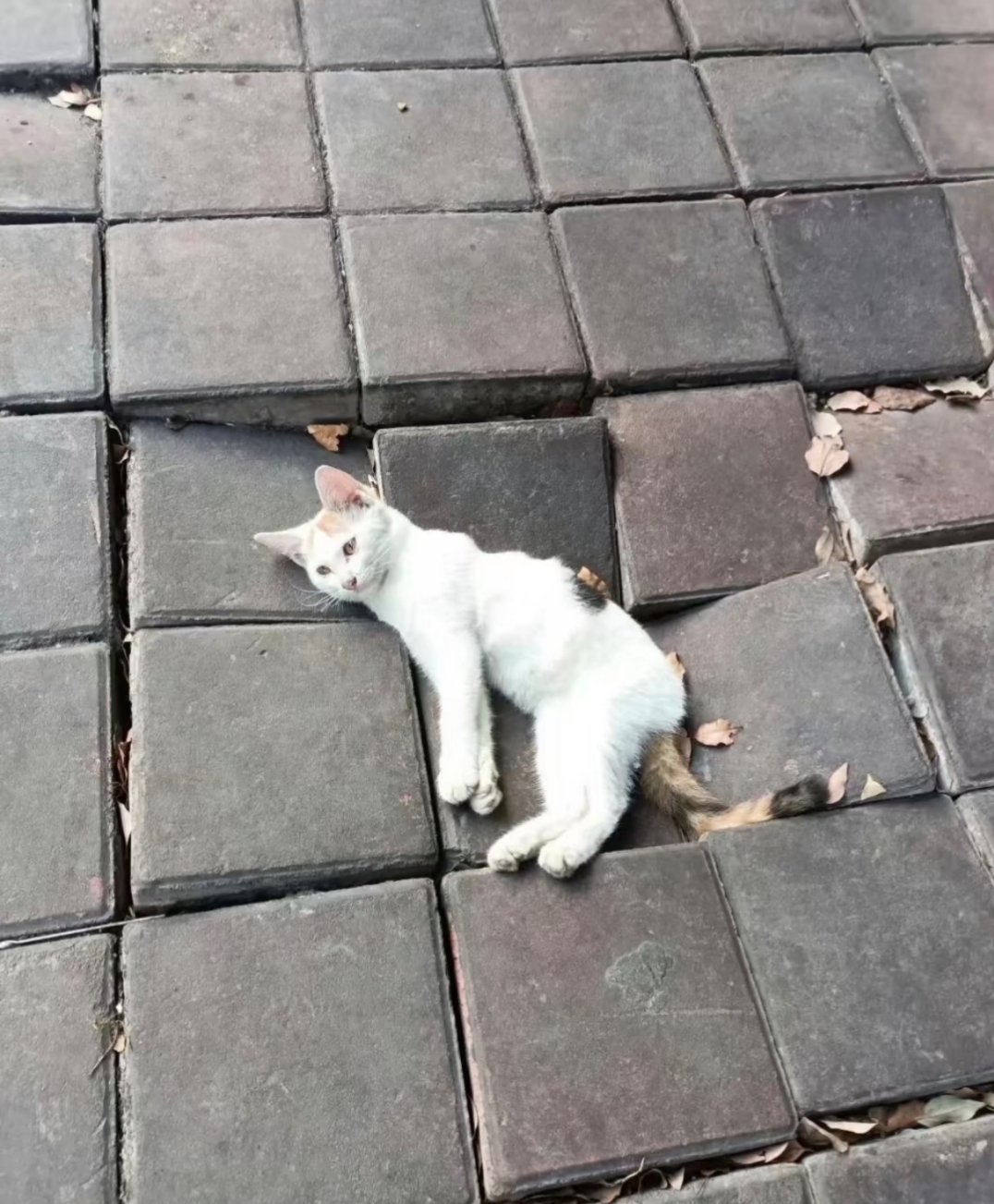 小猫把地板压塌了​​​