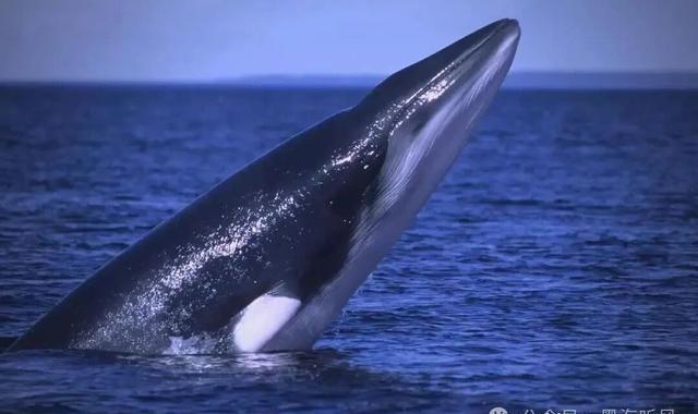 对于委内瑞拉的问题，其实老美也非常清楚，如果只是当当依靠空袭，老美是不可能真的推