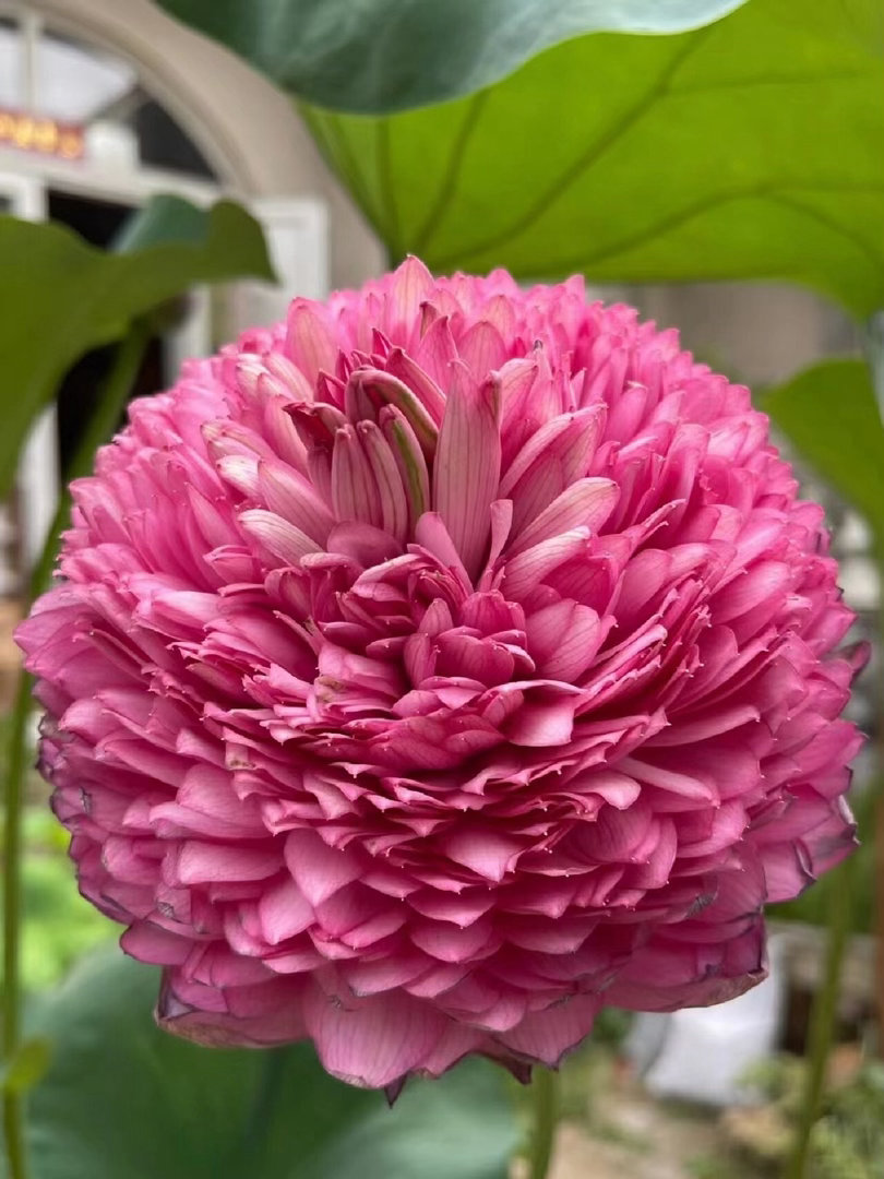 ‎种植千瓣莲属于大型荷花品种（非睡莲），无法通过种子繁殖，必须采用种藕进行栽种