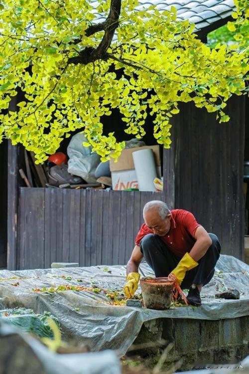 乡下小院子里，一位捡树叶的老人昨天我在乡下转悠的时候，发现一个农村小院子里面