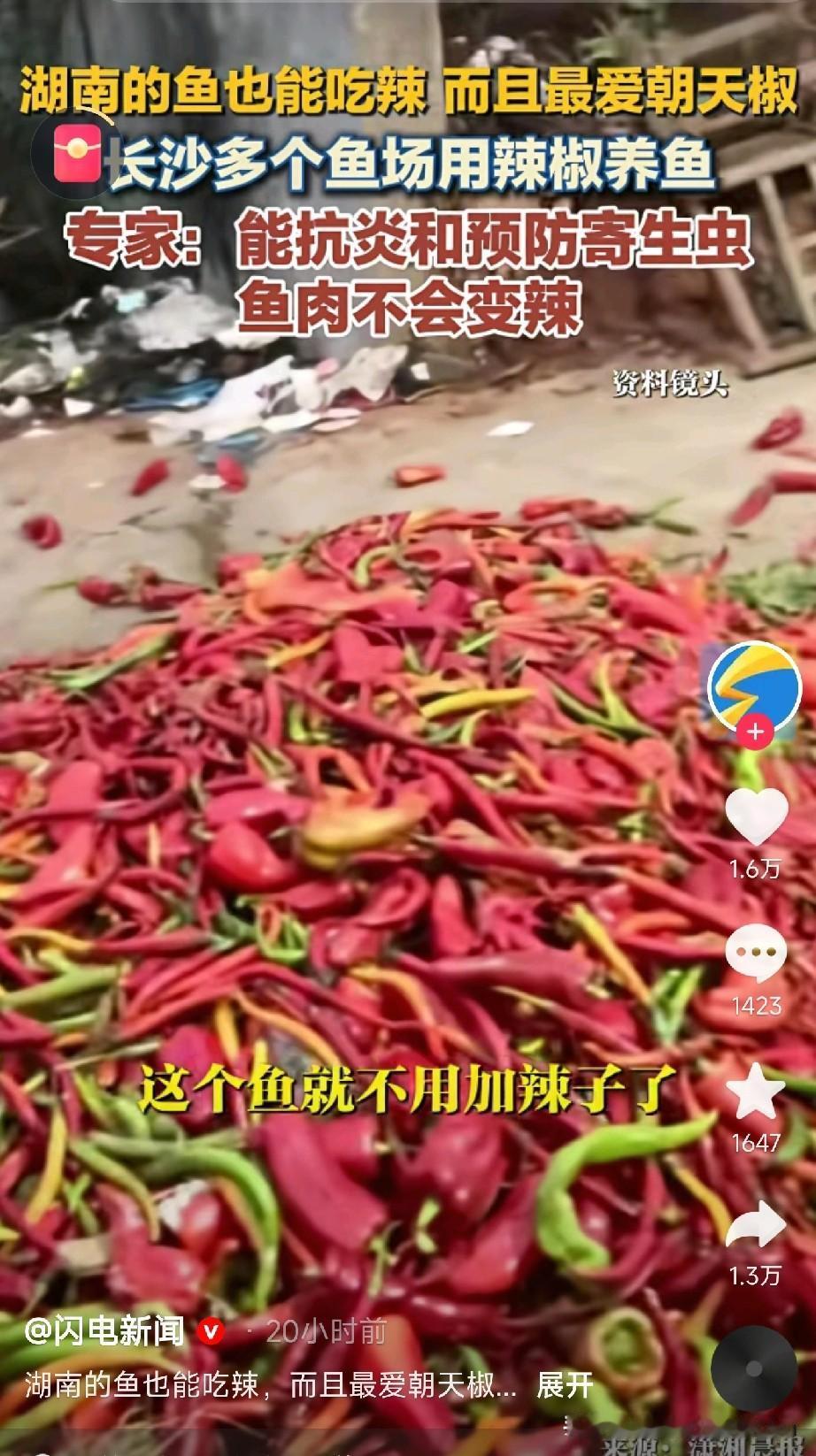 鱼都吃辣椒啦！这鱼会不会上火？近日，长沙县一鱼塘彻底火了——塘主竟用辣椒喂