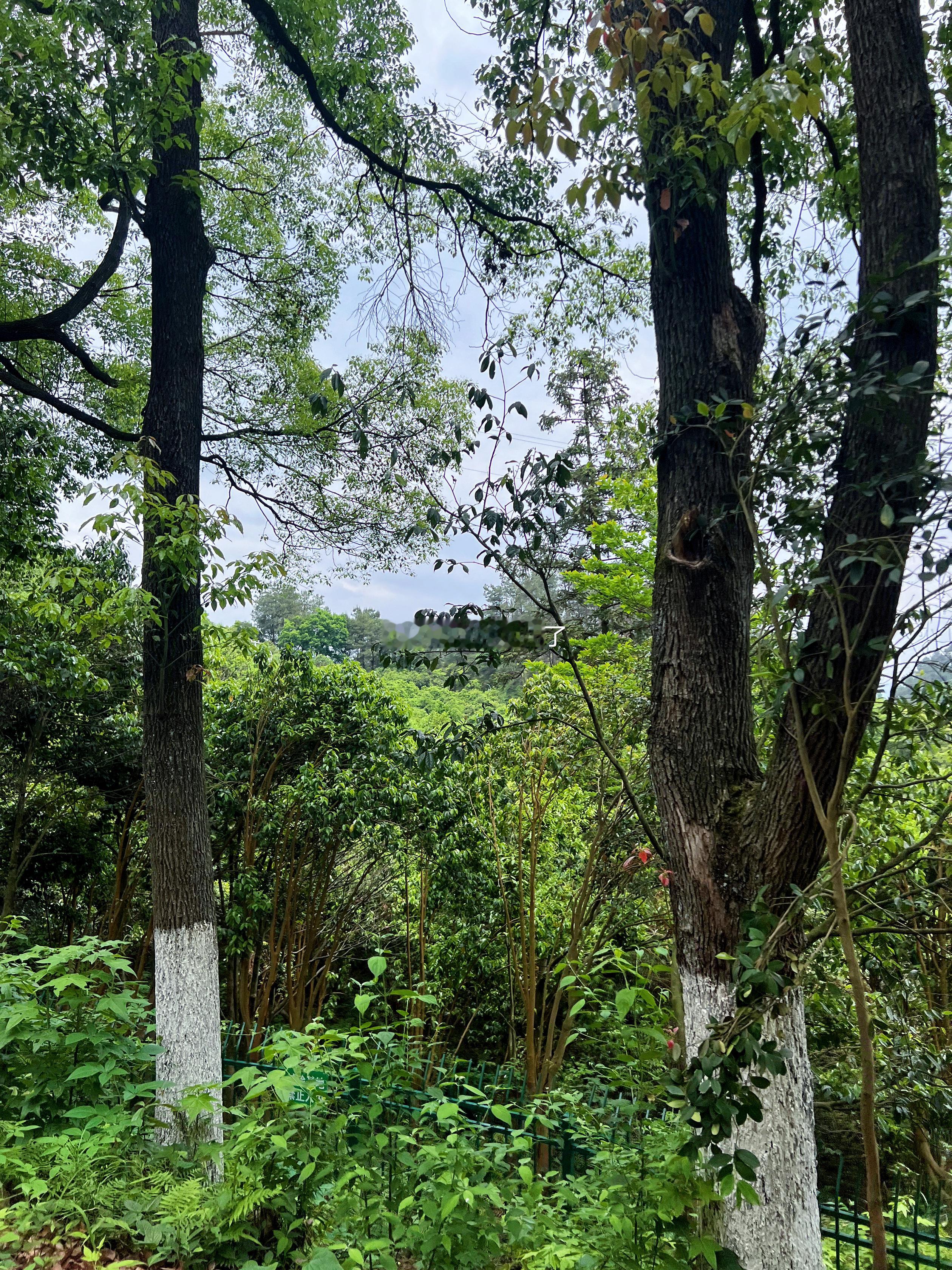 谁懂啊❗️爬山爬到一半下大雨了☔️Ps:不过这种体验很是舒爽[大笑]​​​