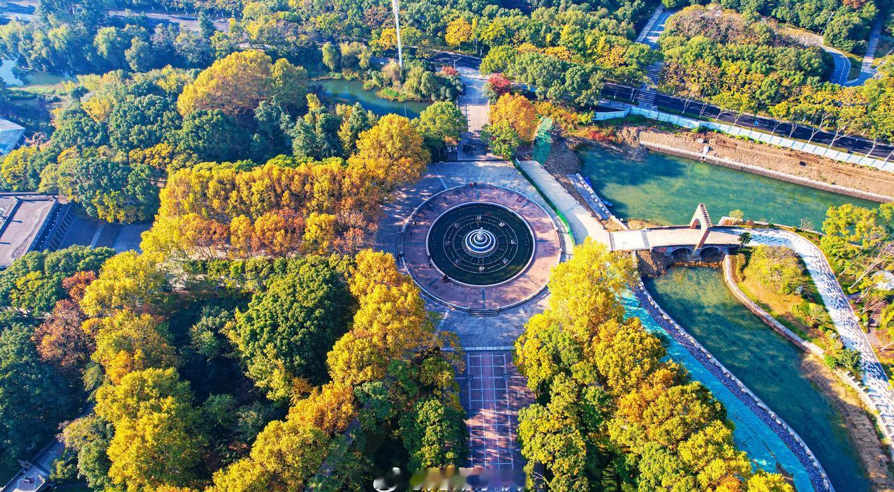 原来秋天最懂浪漫的表达，把蠡湖中央公园的梧桐树染成了温柔的金黄。​阳光穿过枝叶