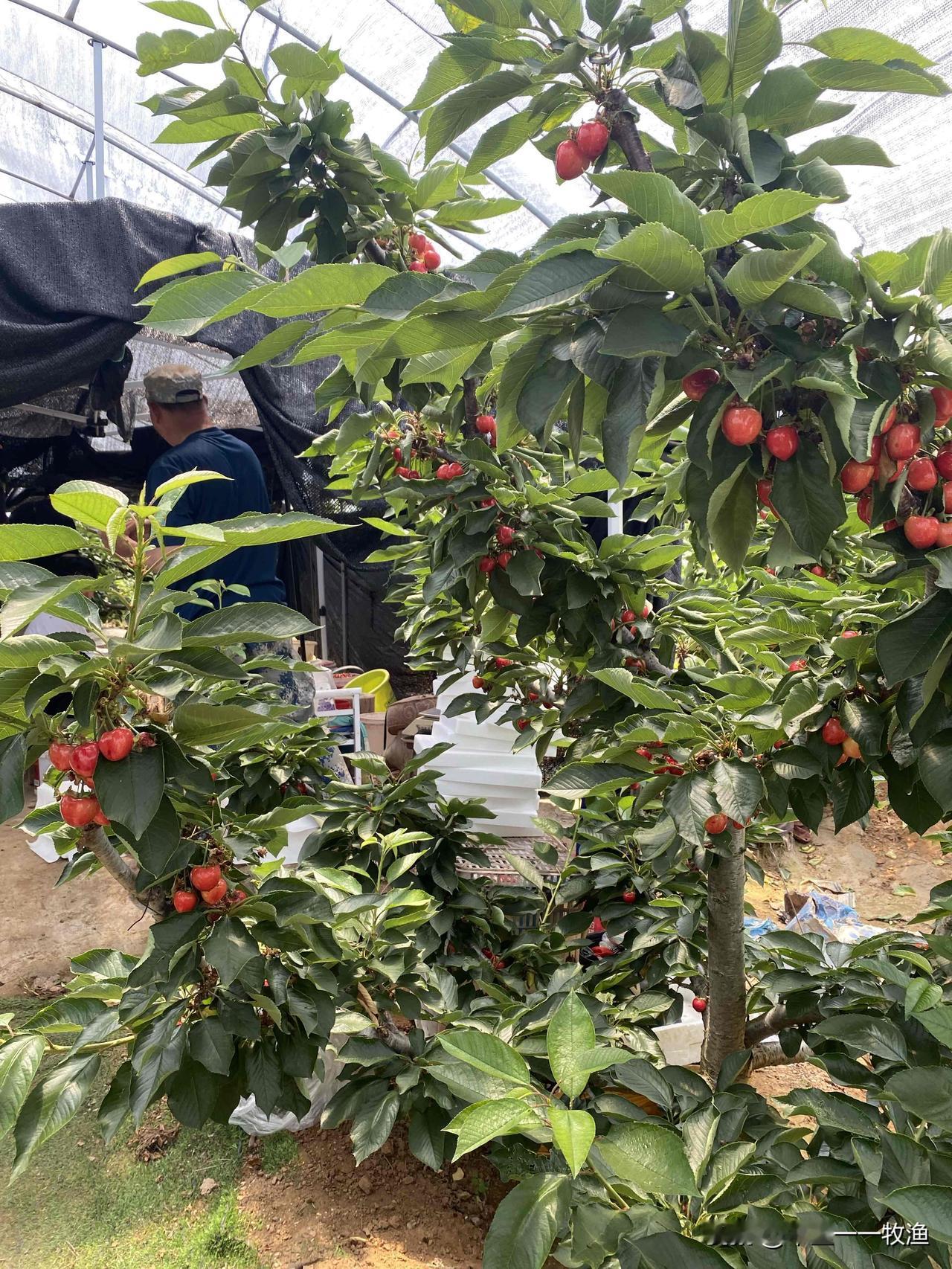 每年6月去大连近郊摘一次樱桃，这是我家必须走的程序，今年也不例外。昨天上午，我们