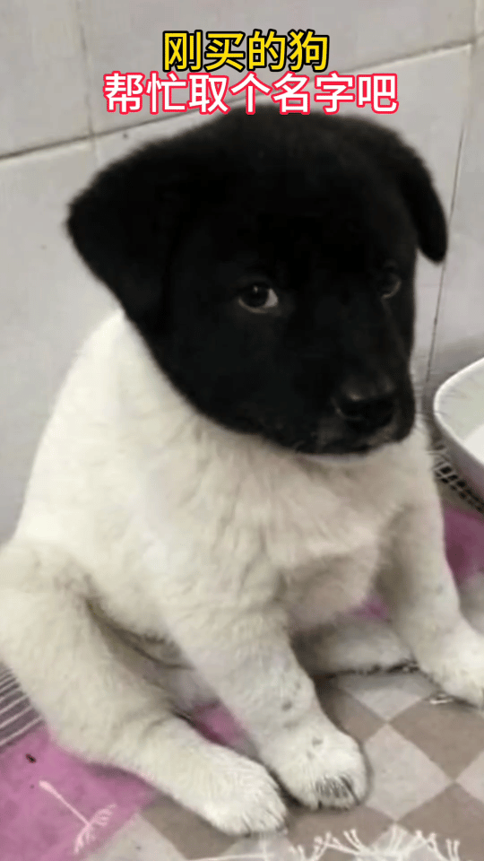美女刚买的狗，帮她给狗狗取个名字吧！名字中最好不带黑白二字