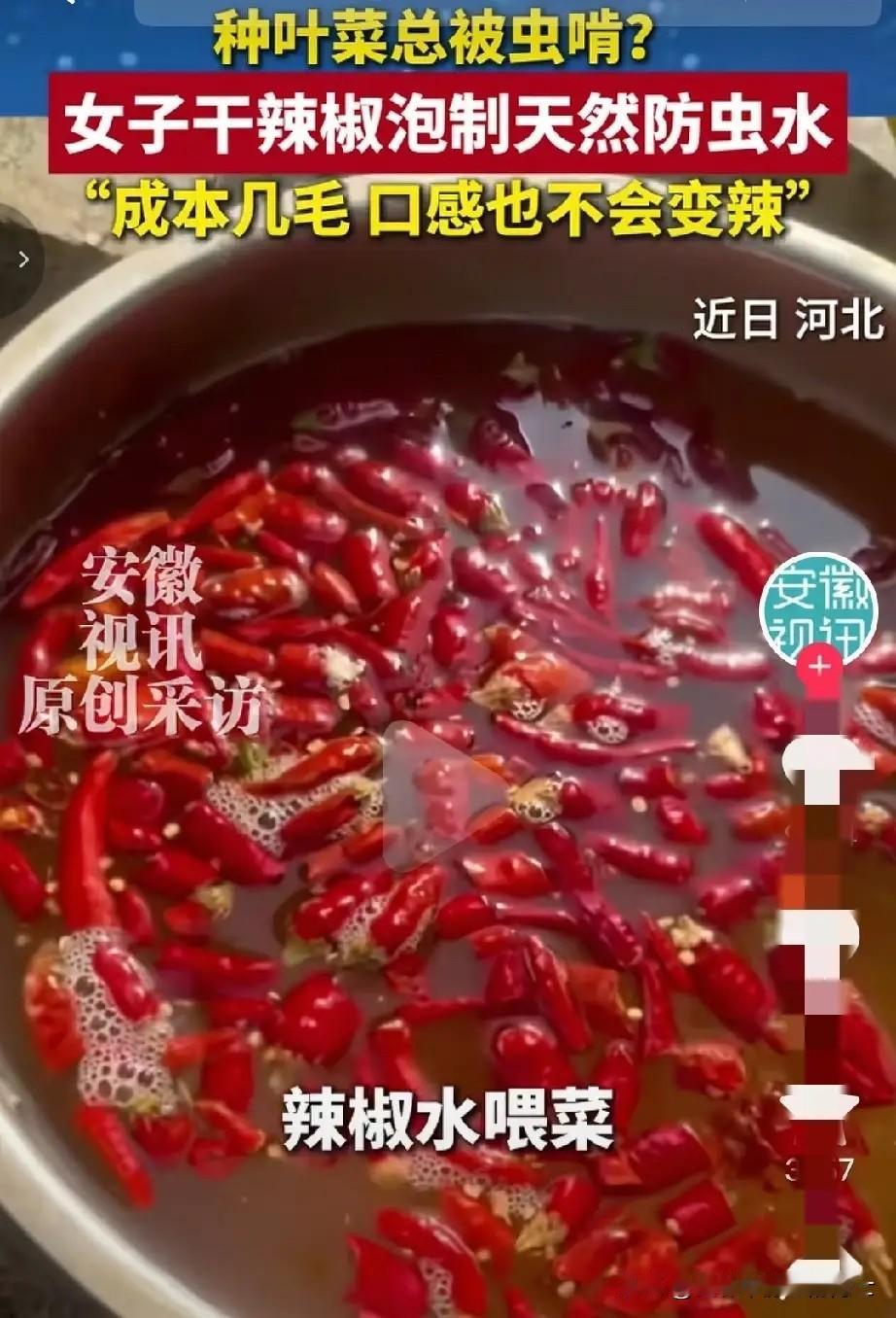 劳动人民的智慧太绝了！河北石家庄，一位女士在家种青菜，坚决不肯打农药，可长出的菜