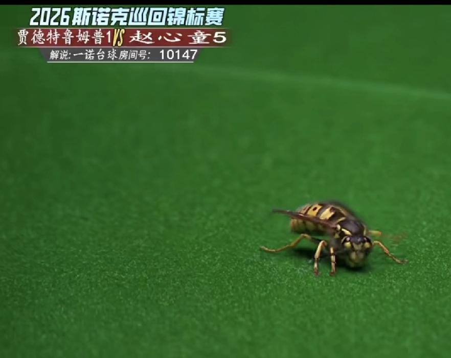 赵心童厉害吧？连小蜜蜂🐝都来助威了！在2026年斯诺克巡回锦标赛决赛第七局，
