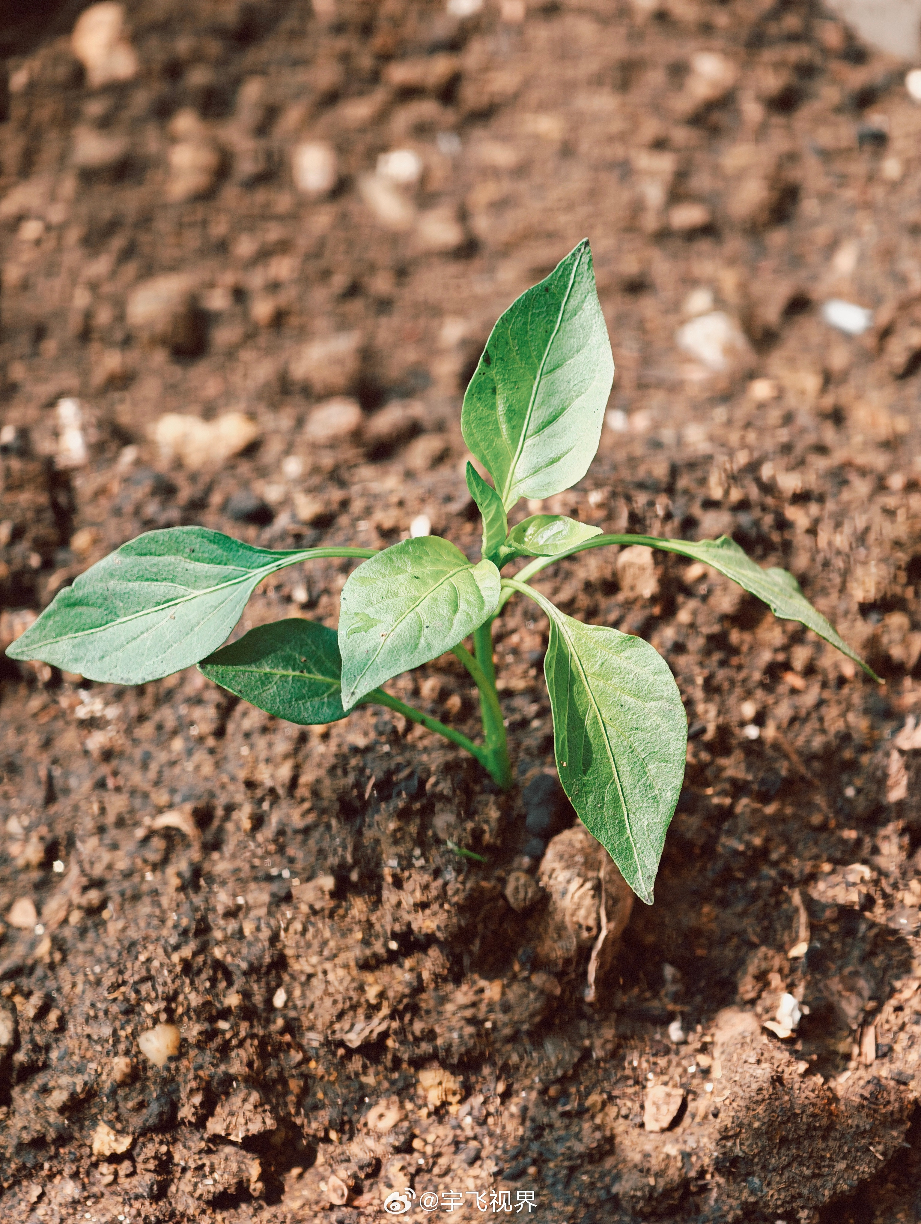 春天来了，又在阳台发展“微型种植业”。从市场拎回两株西红柿苗、两株辣椒苗，挖土、