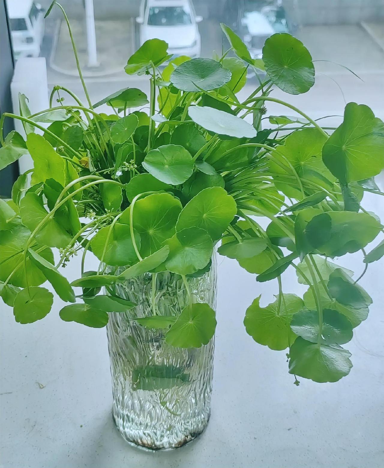 给大家分享一下，我在湖边摘的野生铜钱草，哪位老师知道，这种植物在自来水中能不能存