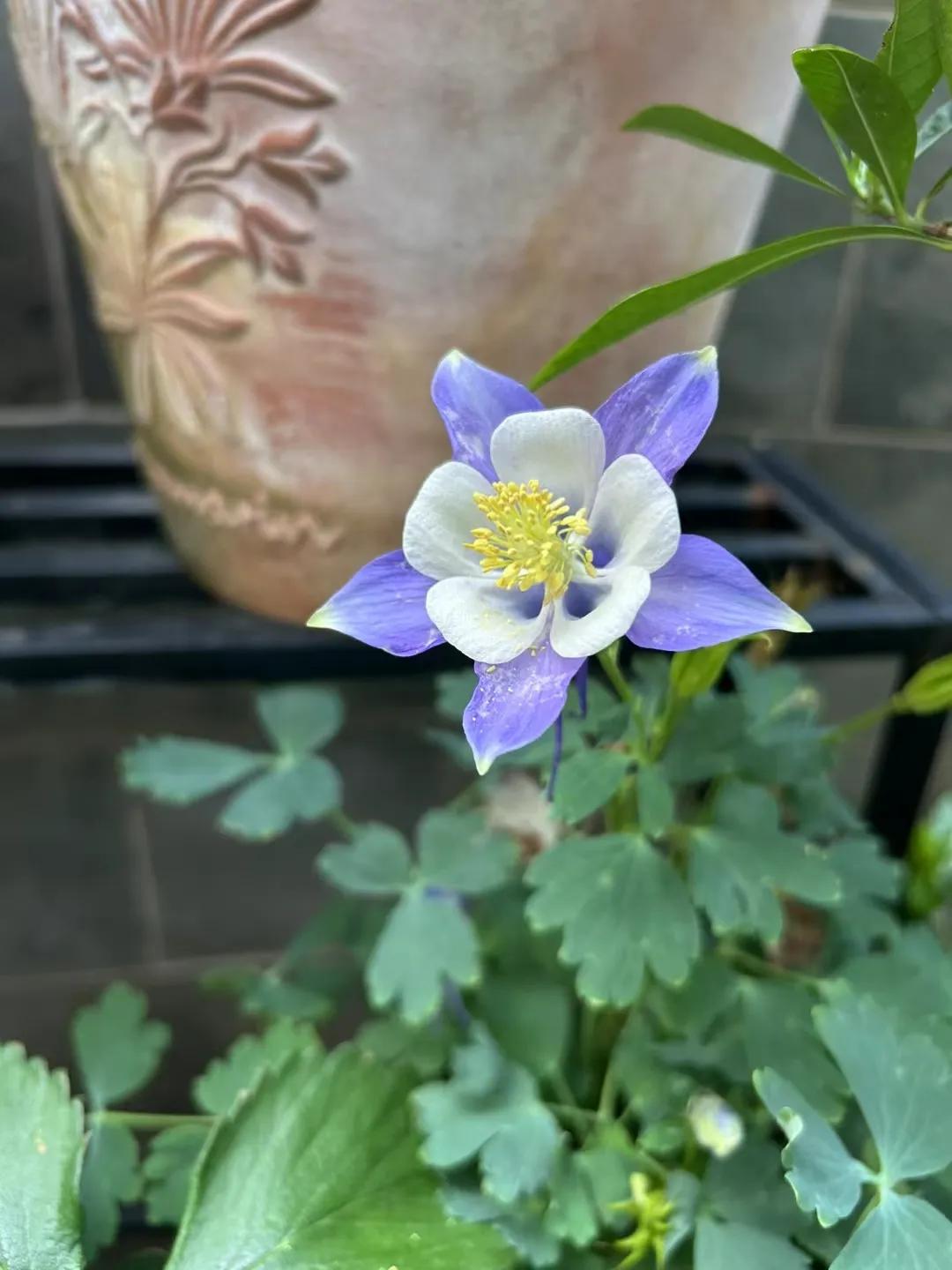 紫色花朵绽放是极美的景象。像鸢尾花，在花瓶中盛开，那一抹紫仿佛把整个春天都装了进