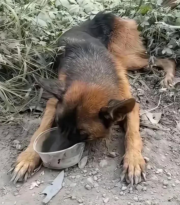 一只退役警犬被收养人虐待，它多次尝试跑回警队，可是每一次都没有成功，反而招来一顿