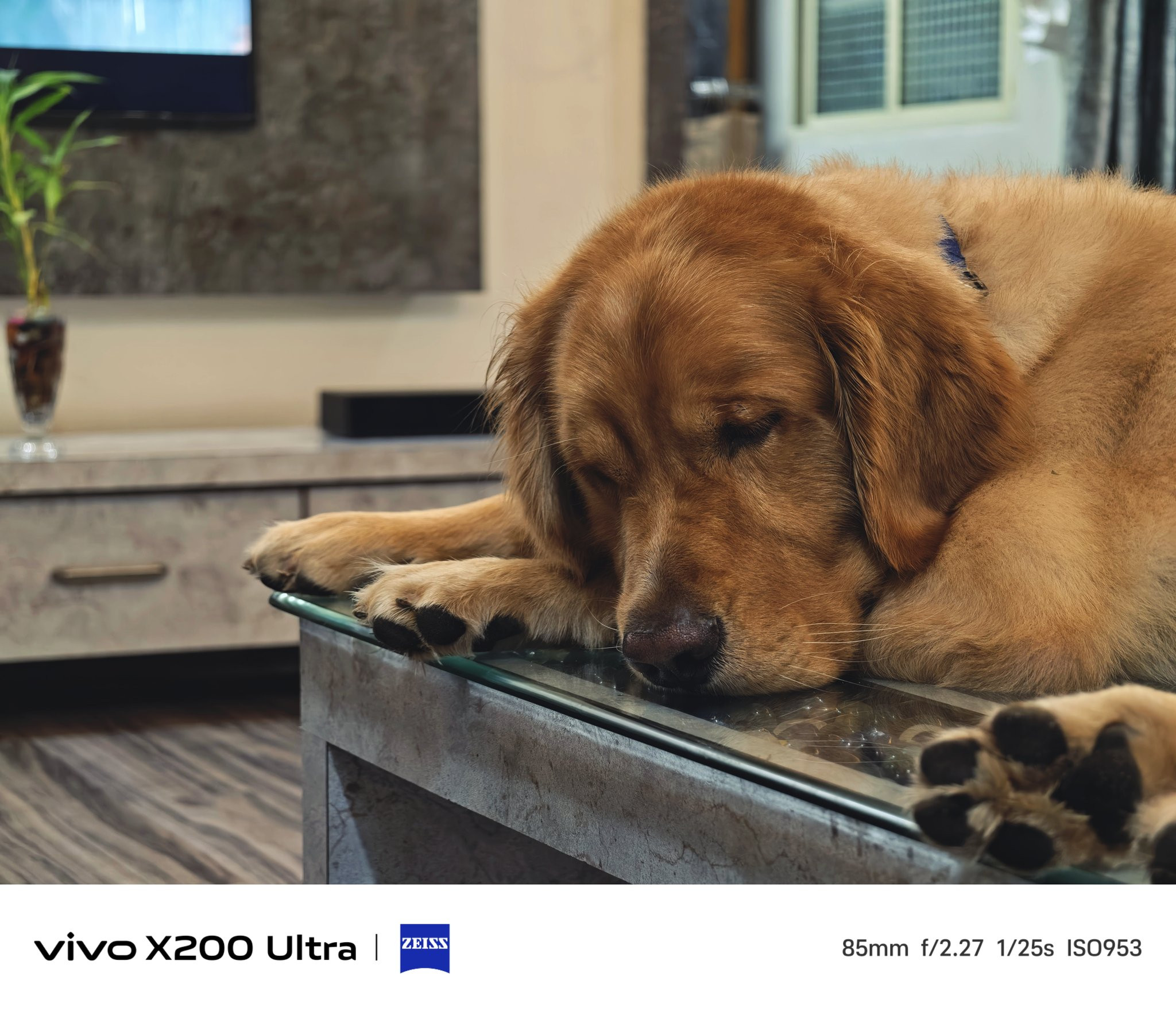 用vivoX200Ultra拍摄猫猫狗狗，毛发细节展现的相当到位了可以说~v