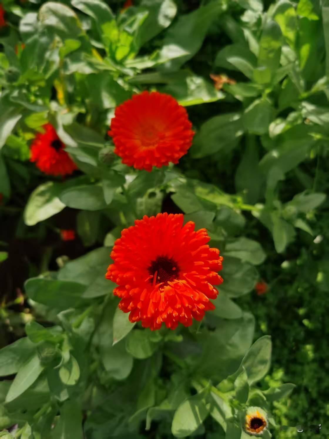 零下三十多度还能看到绿植鲜花