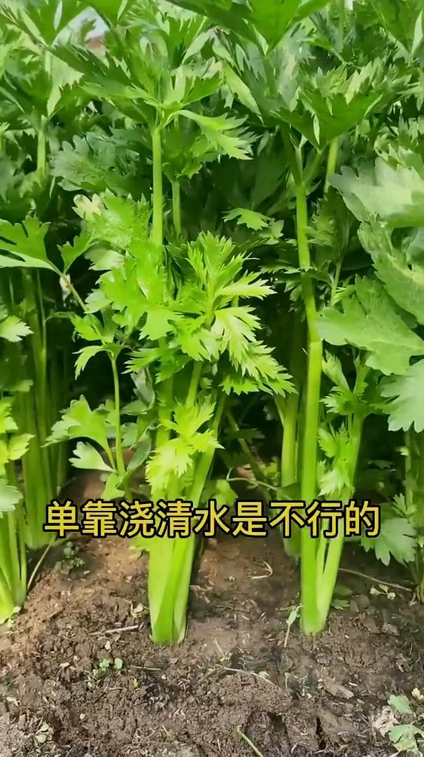 芹菜种植。一壶尿液让你种的芹菜不再发黄干枯。当芹菜长到10厘米的时候，单靠浇清