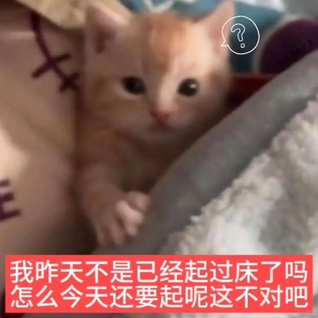 小猫表情包
