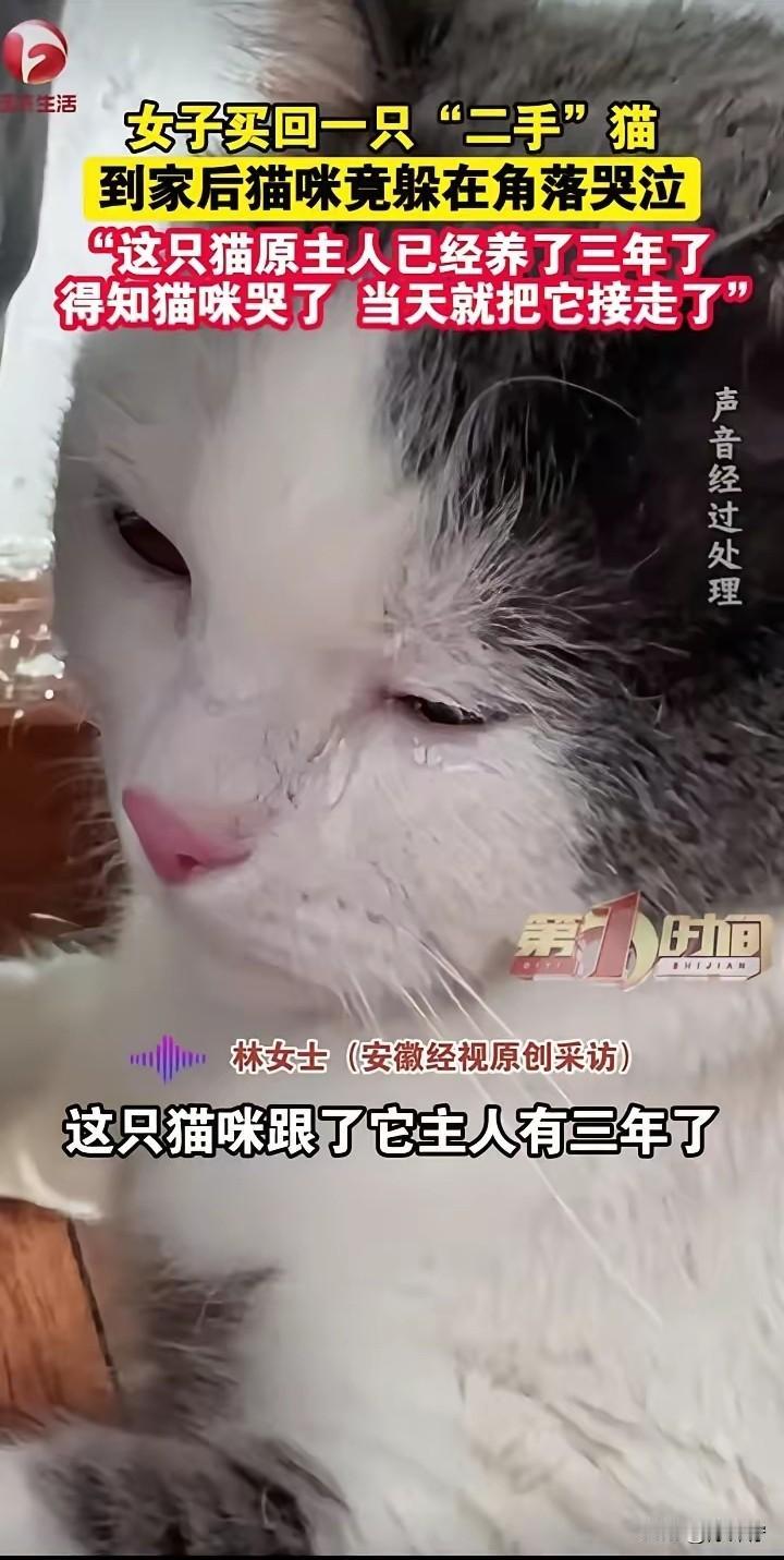 猫咪也会难过！二手猫到新家哭到发抖，三年铲屎官一个电话连夜接走！重庆林女士刚买的