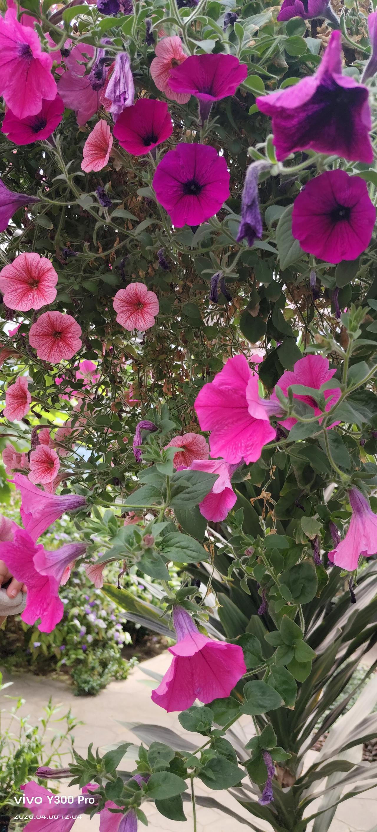 闲游草桥花卉市场🌷💐满目繁花，馥郁生香一步一花境，满眼皆是浪漫✨