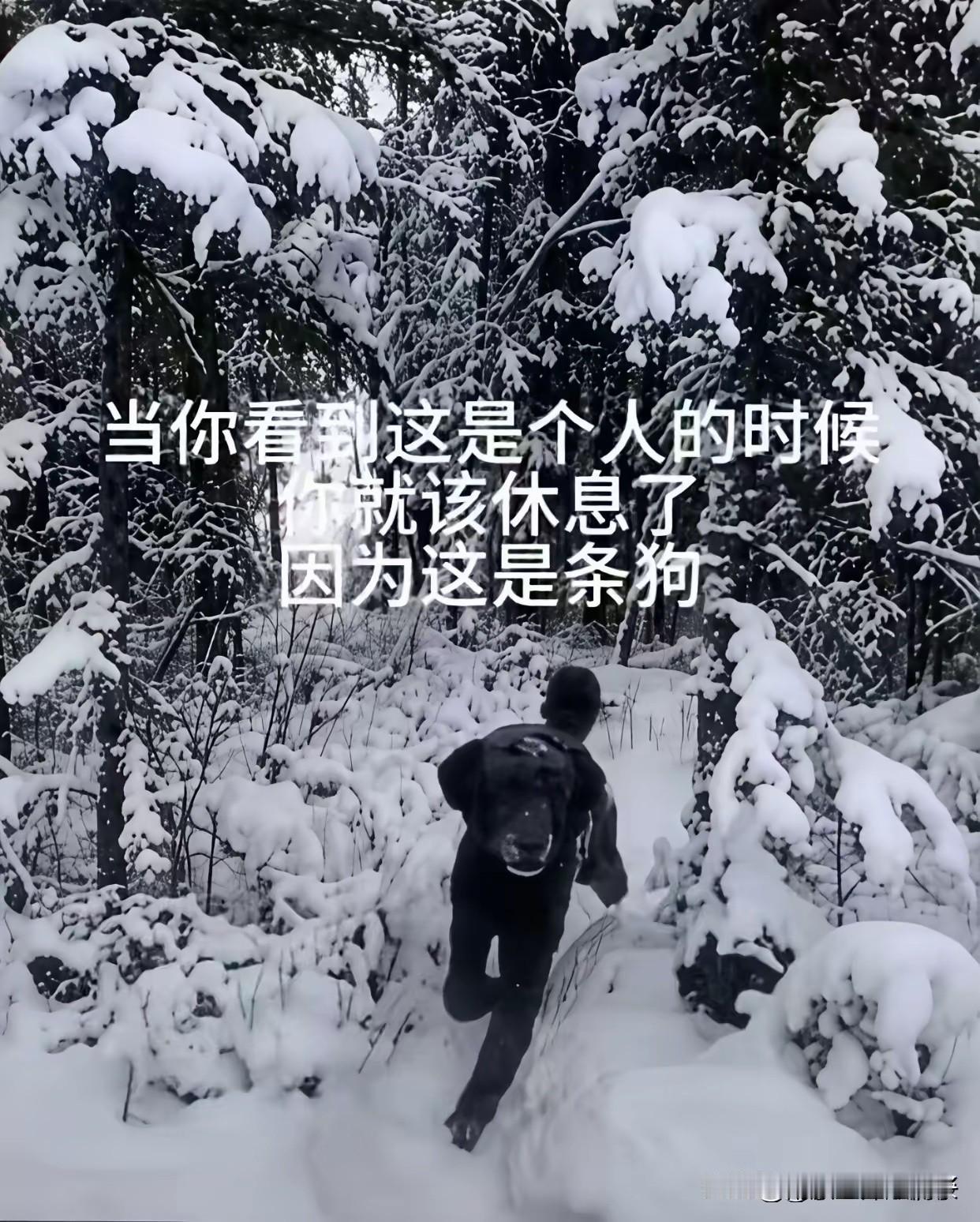 我敢打赌，99%的人，第一眼都是看成人，不接受反驳[捂脸哭][捂脸哭]