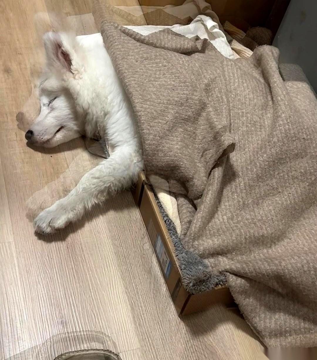 一推开家门，厨房像是被洗劫了。一整盒鸡蛋，碎壳和蛋液糊了一地，黏糊糊的痕迹从厨