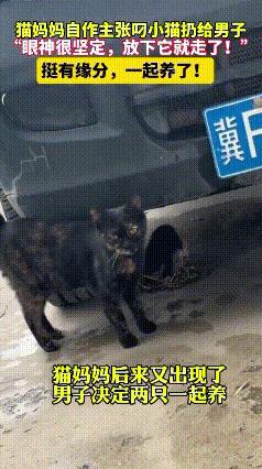 特别的缘分！河北保定，一男子雨天库房干活休息时，看到一流浪猫叼着小猫咪径直朝他走