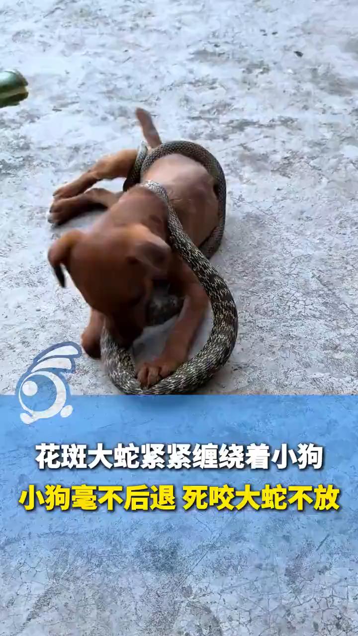 花斑大蛇紧紧缠绕着小狗，小狗毫不后退死咬大蛇不放。上游新闻。"狗蛇大战"惊险