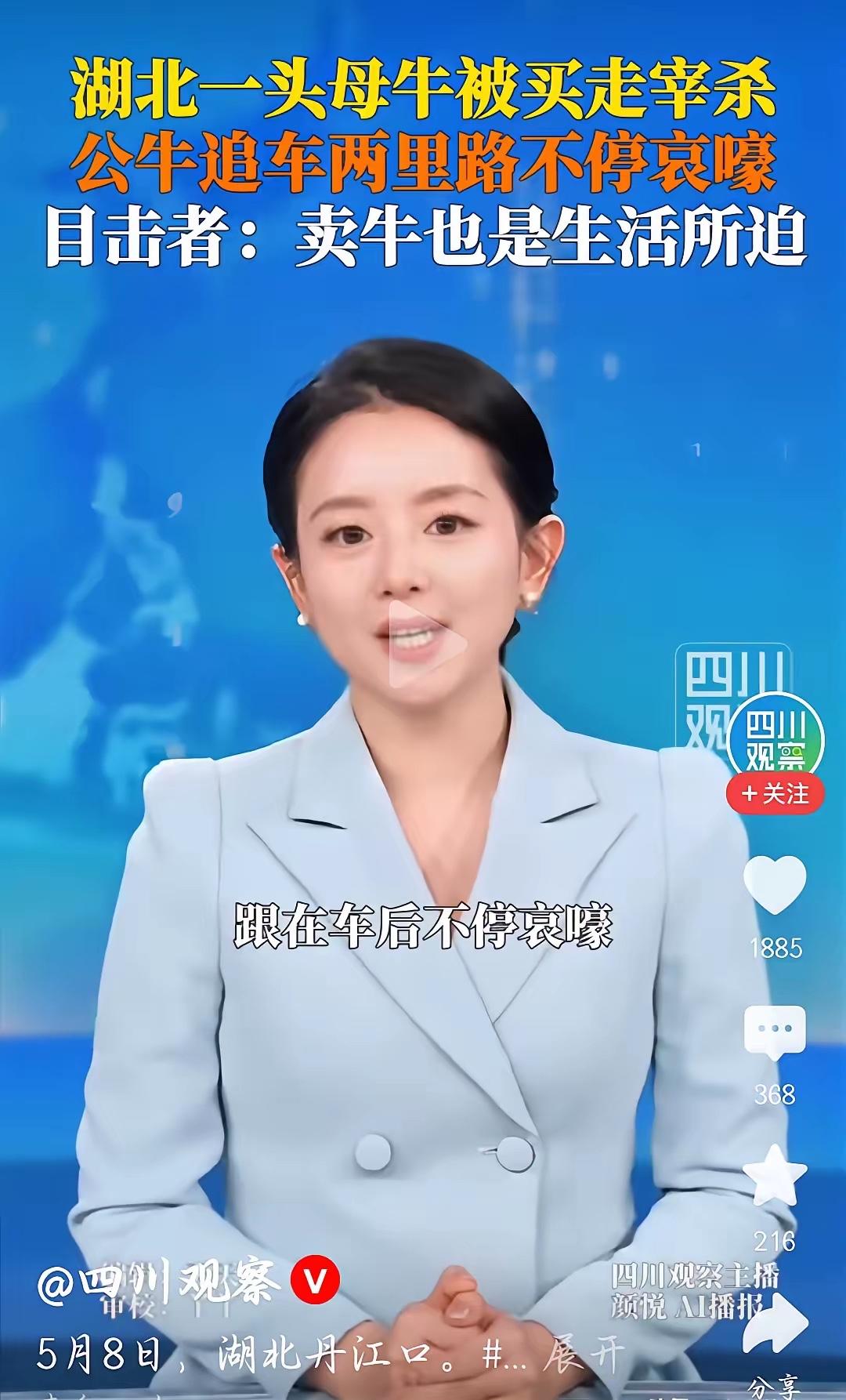 5月8日湖北丹江口，母牛被买家拉去宰杀，朝夕相伴的公牛当场失控，一路狂追运牛车两