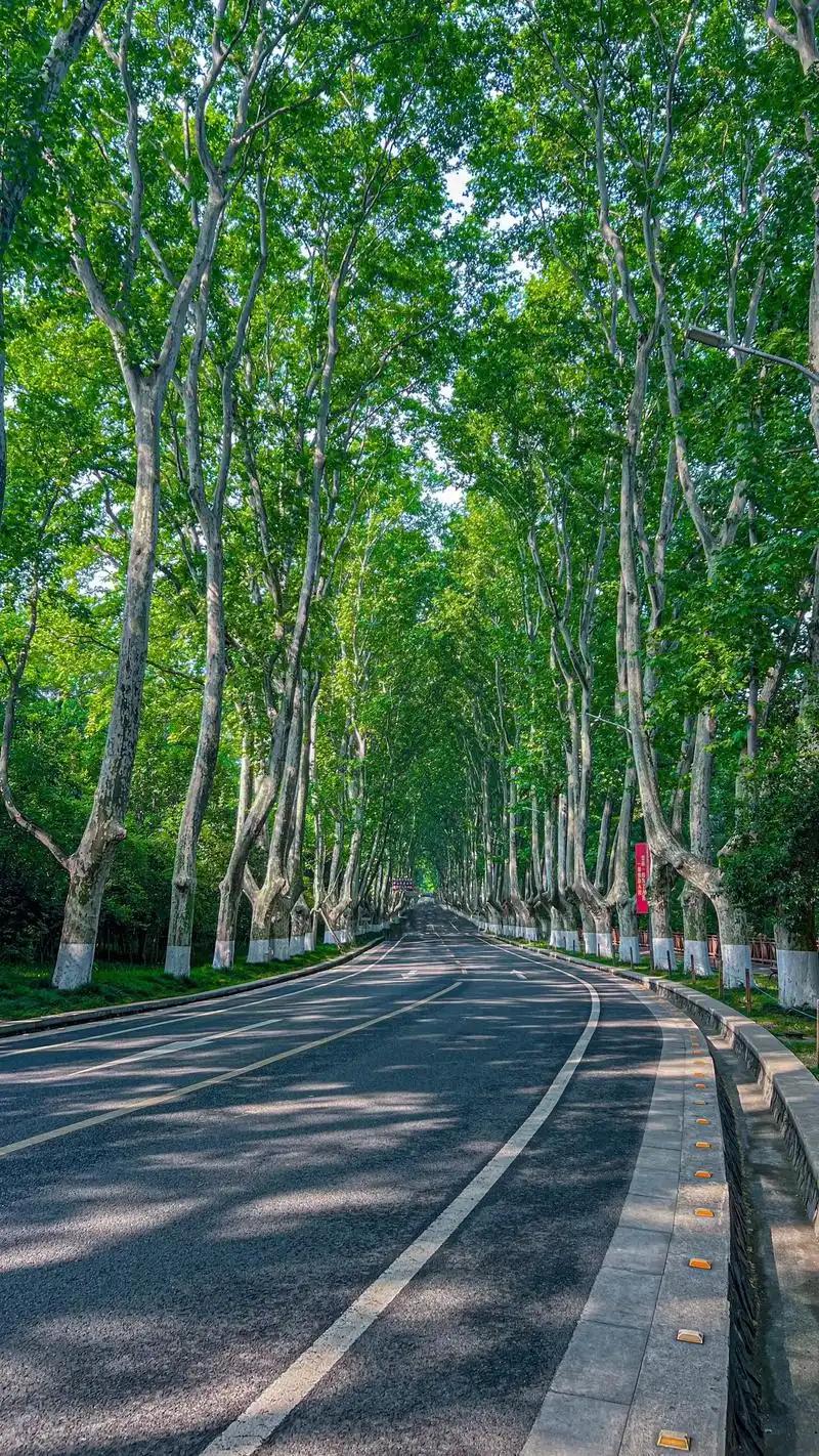 南京公交，“亲吻”了梧桐树……不过并非“法国梧桐”？这个清明假期，南京的人真