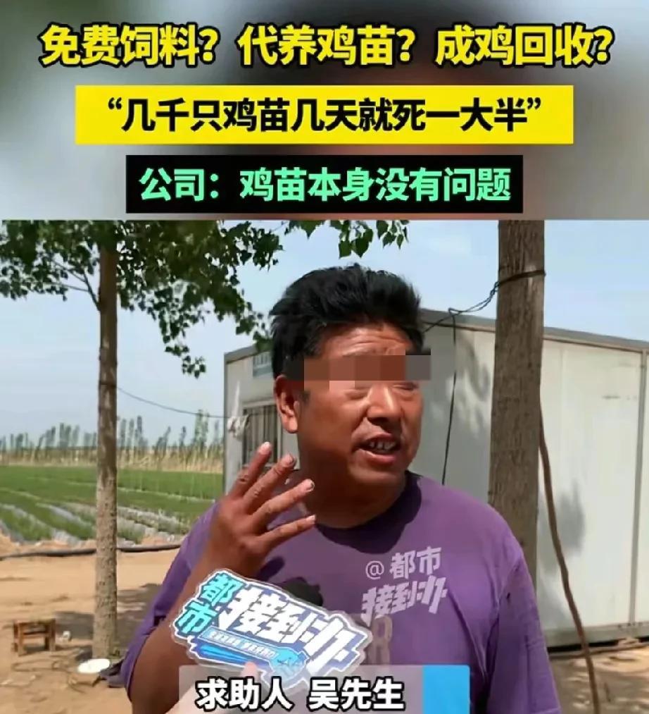河南洛阳，男子偶然刷到某农业公司视频，承诺鸡苗免费，饲料免费，还有专业技术人员，