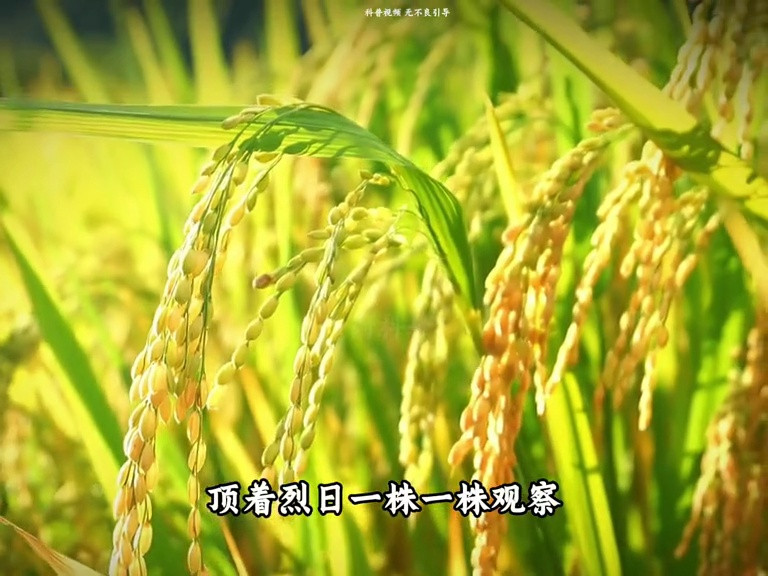 致敬杂交水稻之父袁隆平爷爷！