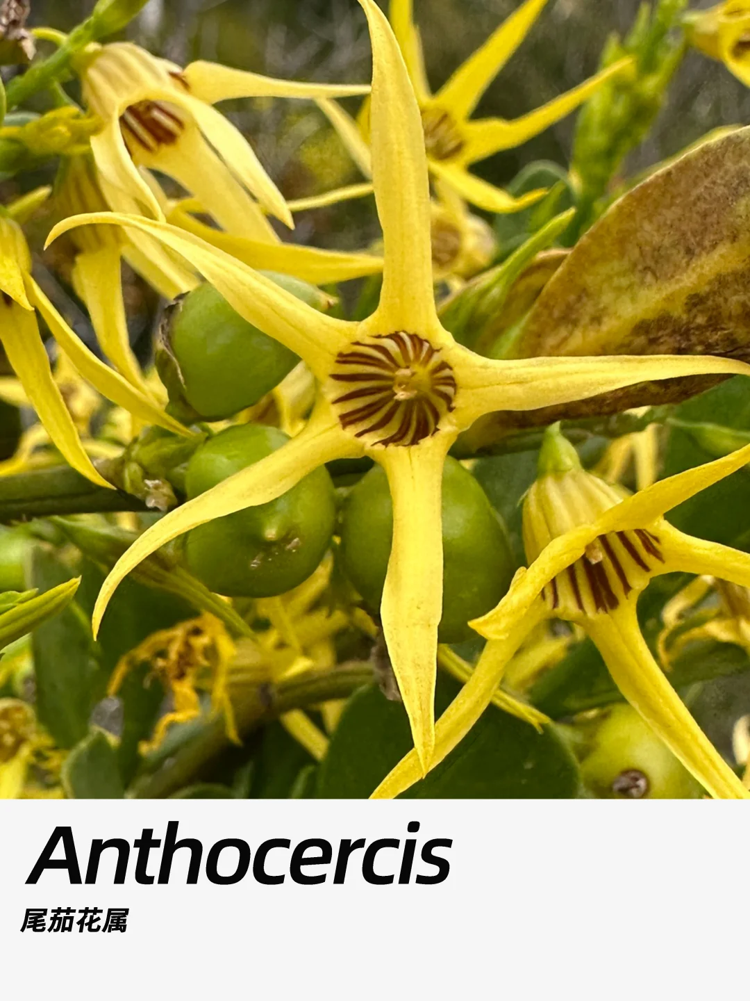 带你每天认识一种花材386｜尾茄花属