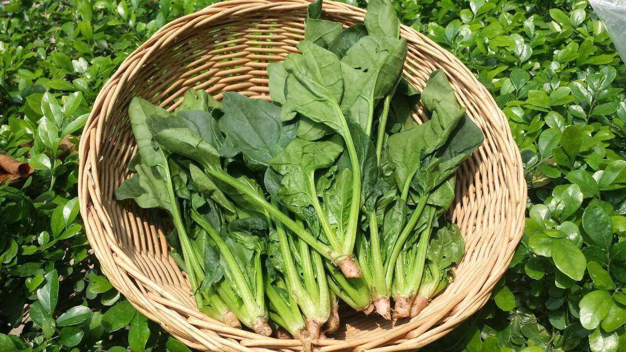 冬季的菠菜应该怎样吃更营养