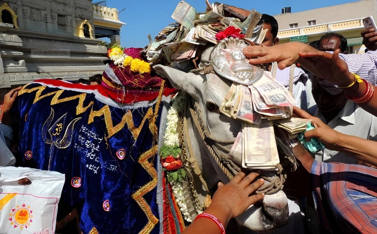 印度“牛王”苏丹身价2.4亿，每天一瓶威士忌，配种一次5万起它的专用食谱上有