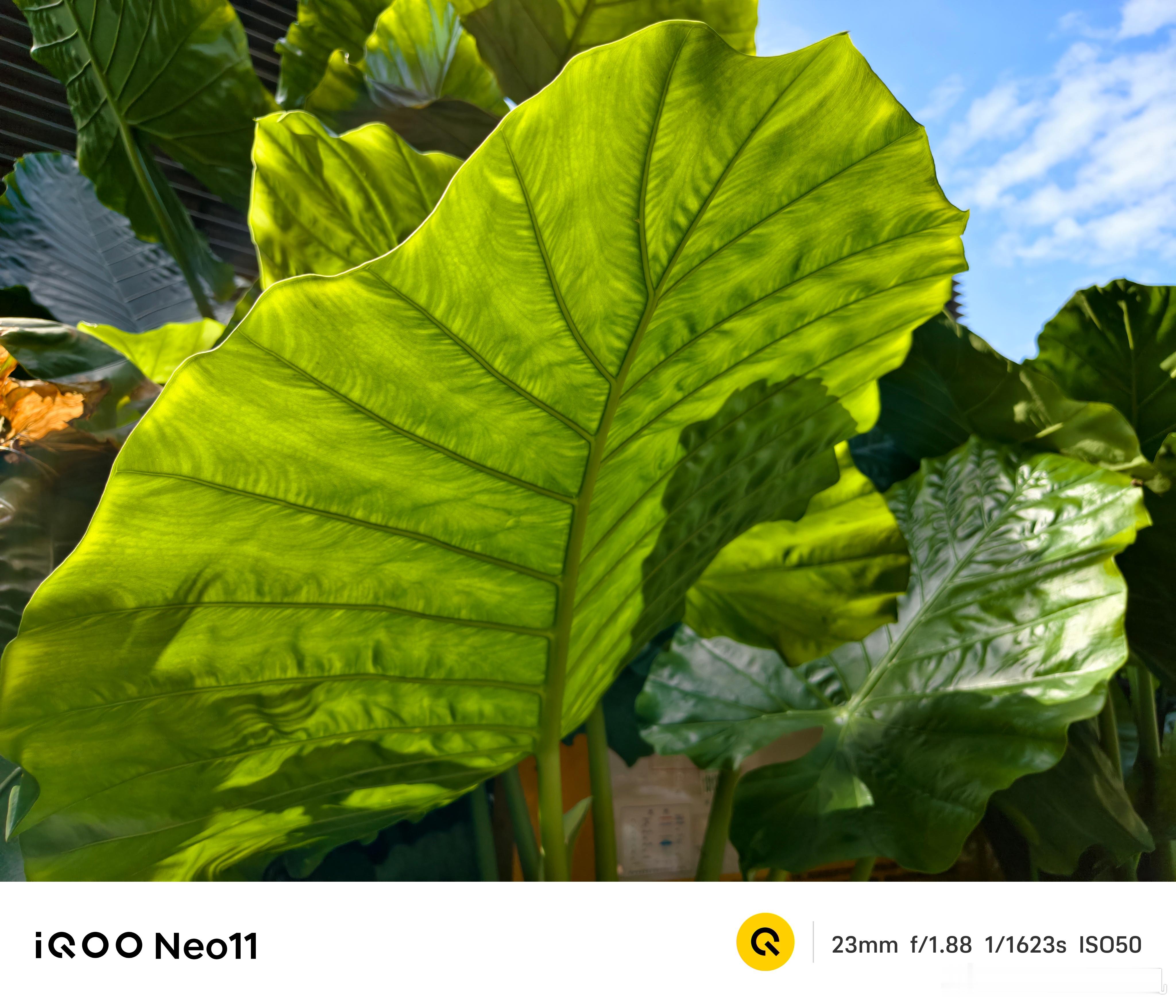 iqooneo11iqooiQOONeo11随手拍，不得不说，影像