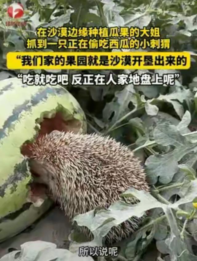 活该你发财！”新疆和田，女子在自家瓜田劳作时，突然看到一只刺猬在偷吃自家的西瓜。