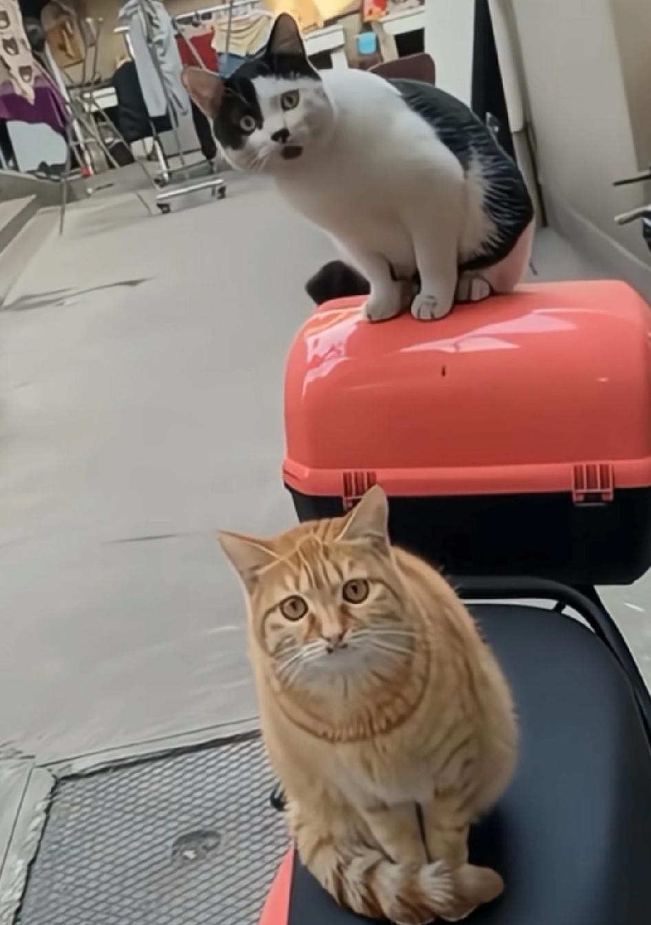 这两个小猫长的[笑着哭][笑着哭][笑着哭]车主发现自己的车上坐了两只猫就对两只猫