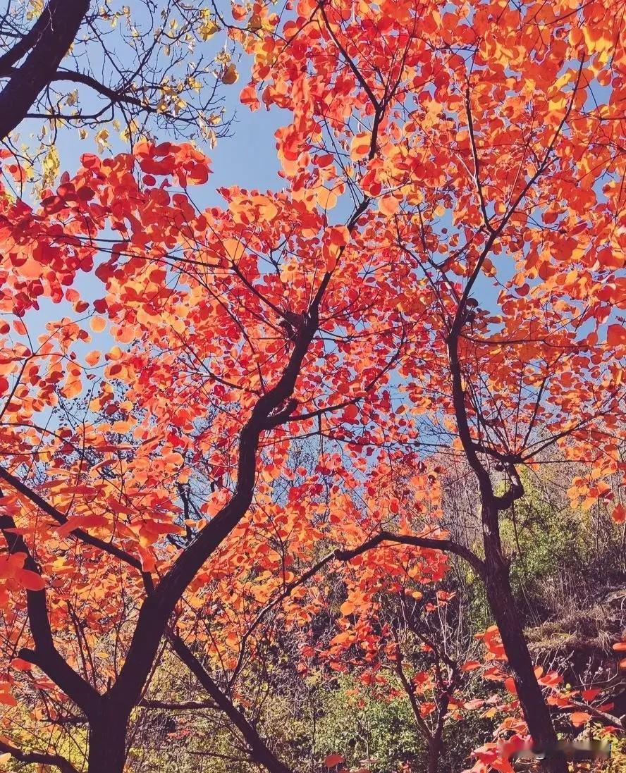 破镜重圆的老同学夫妇还是离了！我们都有些想不通，他们分分合合。一起生活了那么多年