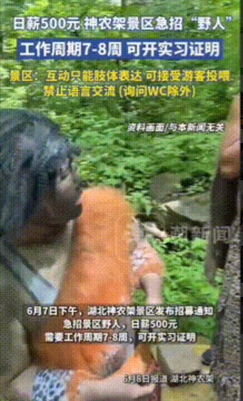 “令人心动的offer！”湖北神农架景区急招“野人”日薪500元！还可以接受游