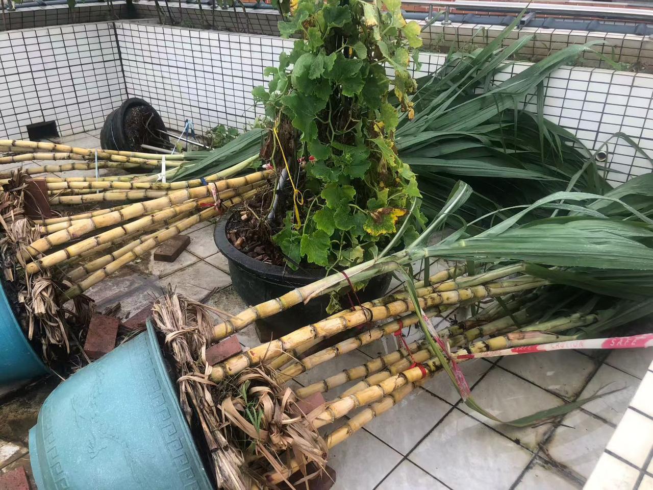 果然是“高处不胜吹”，昨天，红霞把老姐栽种在顶楼的甘蔗吹倒了，咋办？扶持
