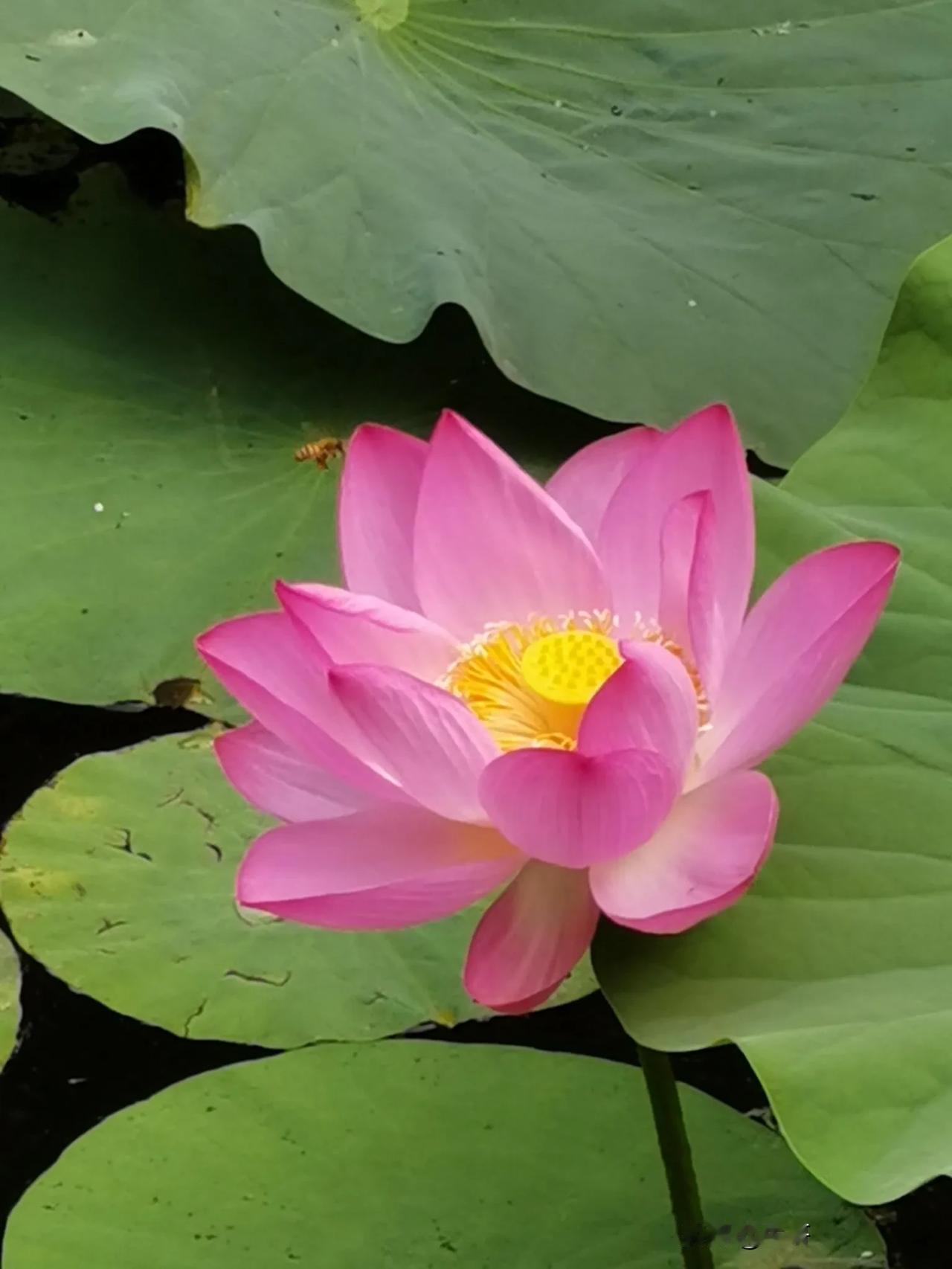 融资融券属于杠杆操作，所以有门槛限定，有融券权限的散户，都可以融券的！当然，资金