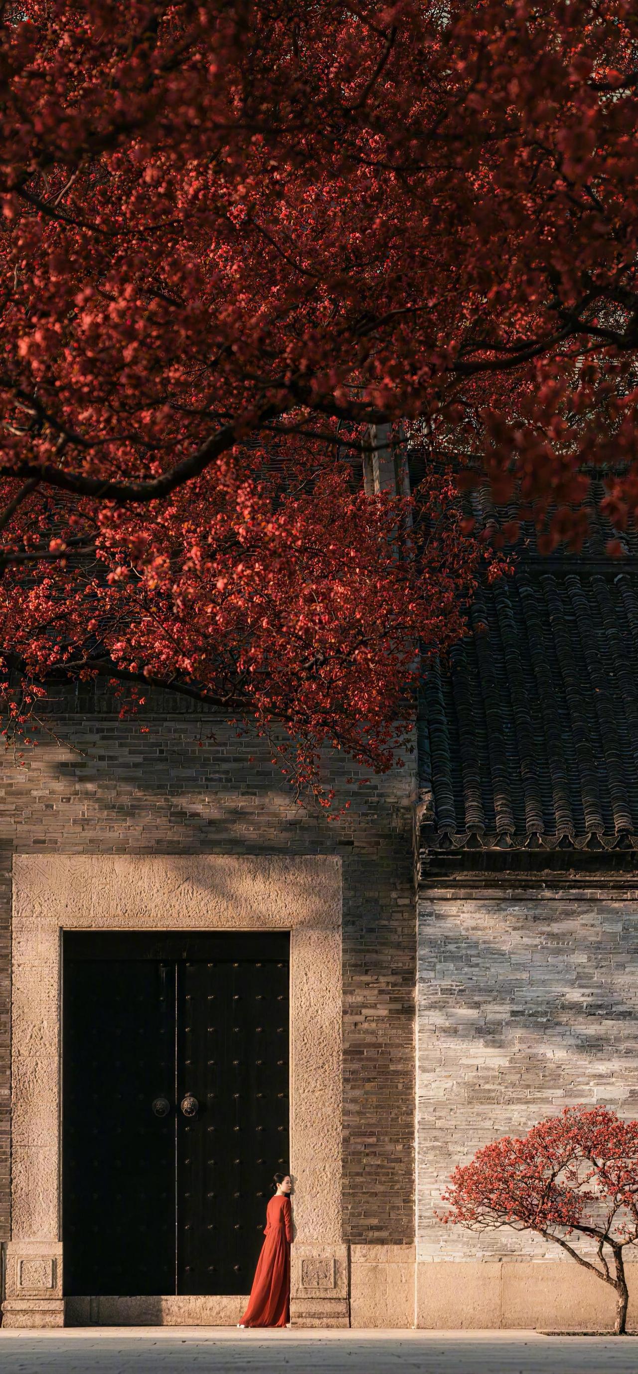 秋枫🍁，极致的中式秋的美学原来是这样[比心]精致美学