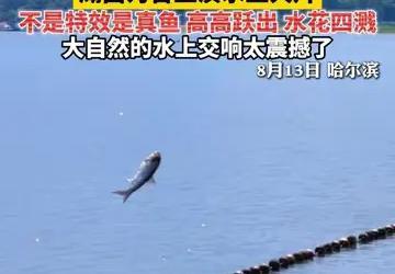曾几何时，二龙湖还被判定为生态系统退化急需工程修复，如今竟会上演鱼群满天飞的奇观