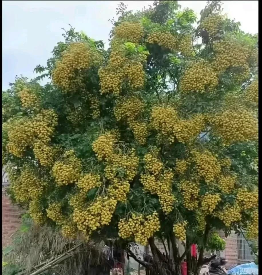 看来今年的龙眼又是烂市的节奏啊！看看图片吧，这是我家的龙眼，挂果够多吧？在我们