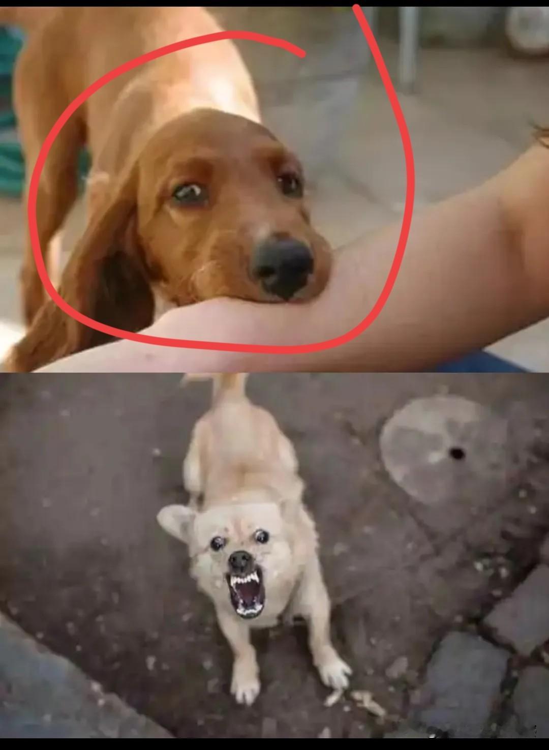 山西长治“狗咬人反杀”案开庭，死者家属拒不出庭的操作真让人看不懂！狗被摔死时组团