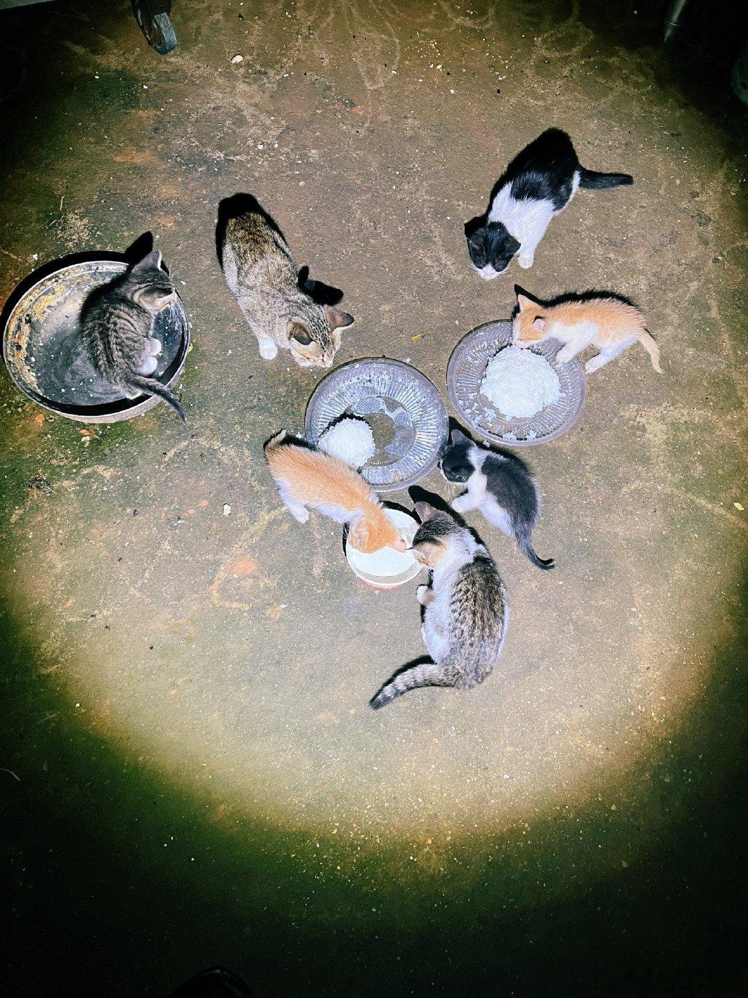 据说今天猫咪节晚饭猪油拌饭
