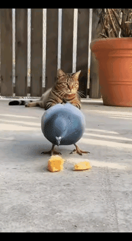 一只壮硕的狸花猫，投下诱饵，静等肥硕地，鸽子吃嗨了、丧失警觉性，它好扑过去一击即