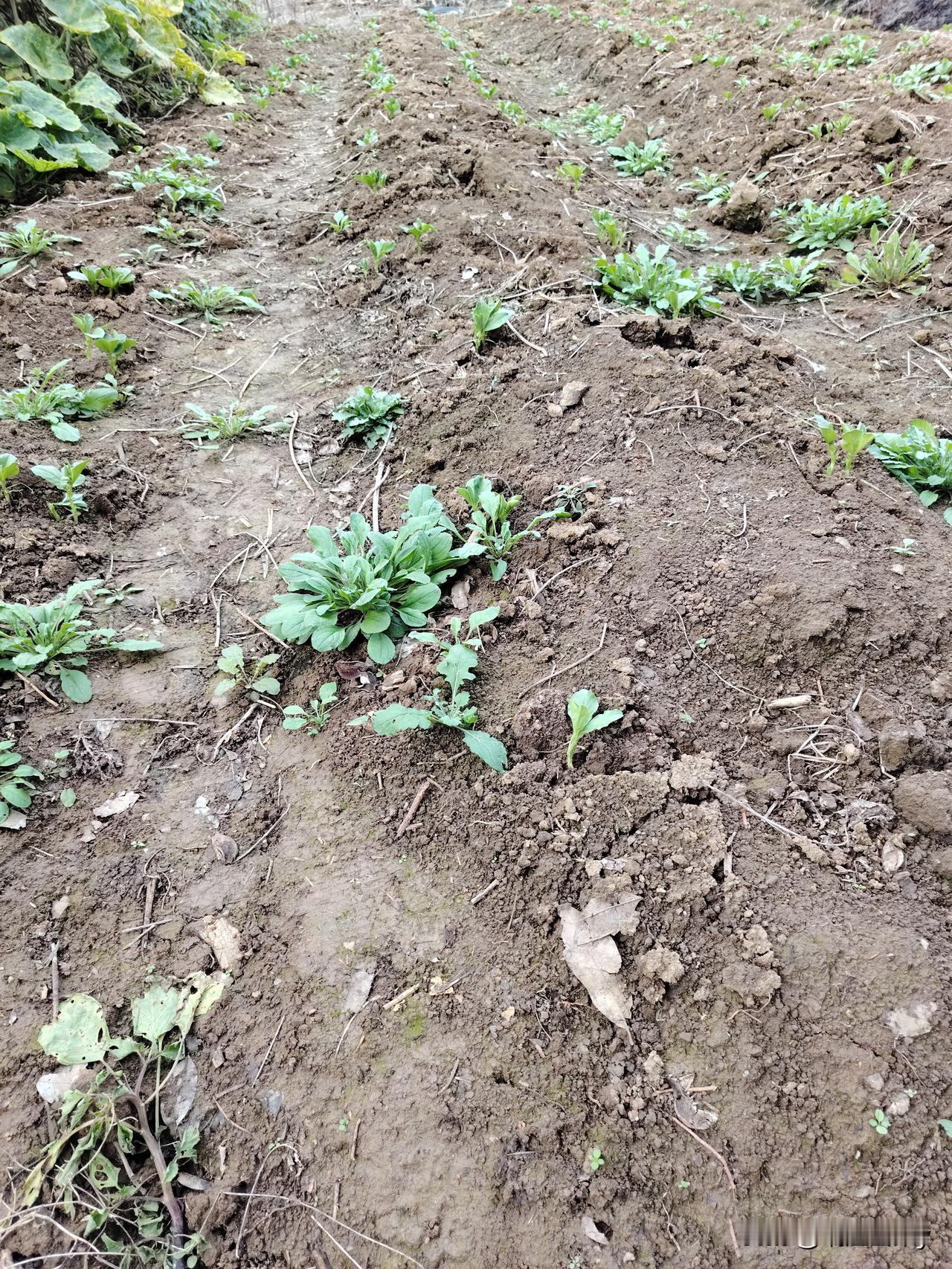 前段时间老公点播的蚕豆出苗了，冬季地里常有的草也长得旺盛了。小碗也出苗了，不过就