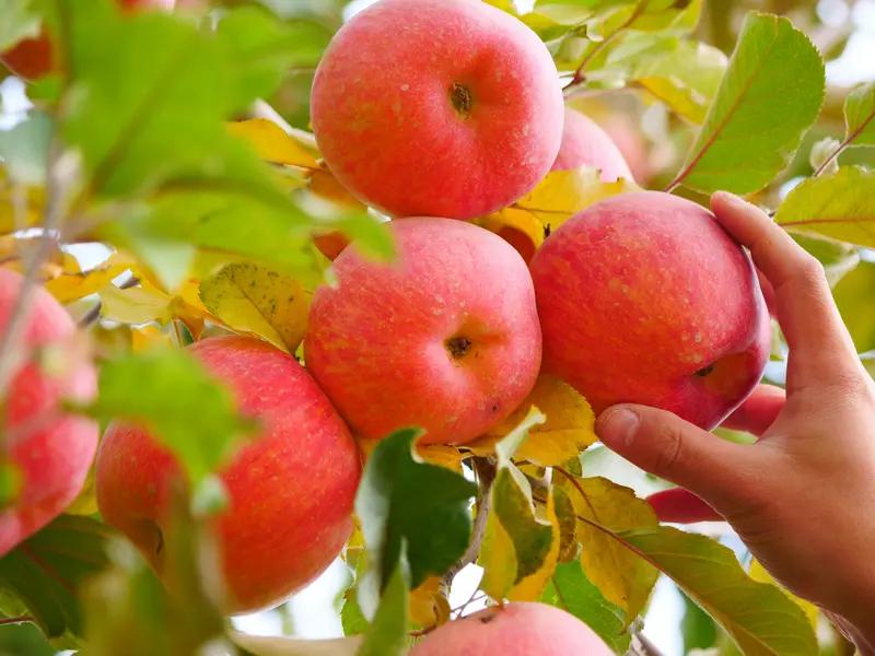 苹果真是水果界的低调王者！很多人觉得它普通又便宜，没啥特别的，其实它在健康方面立