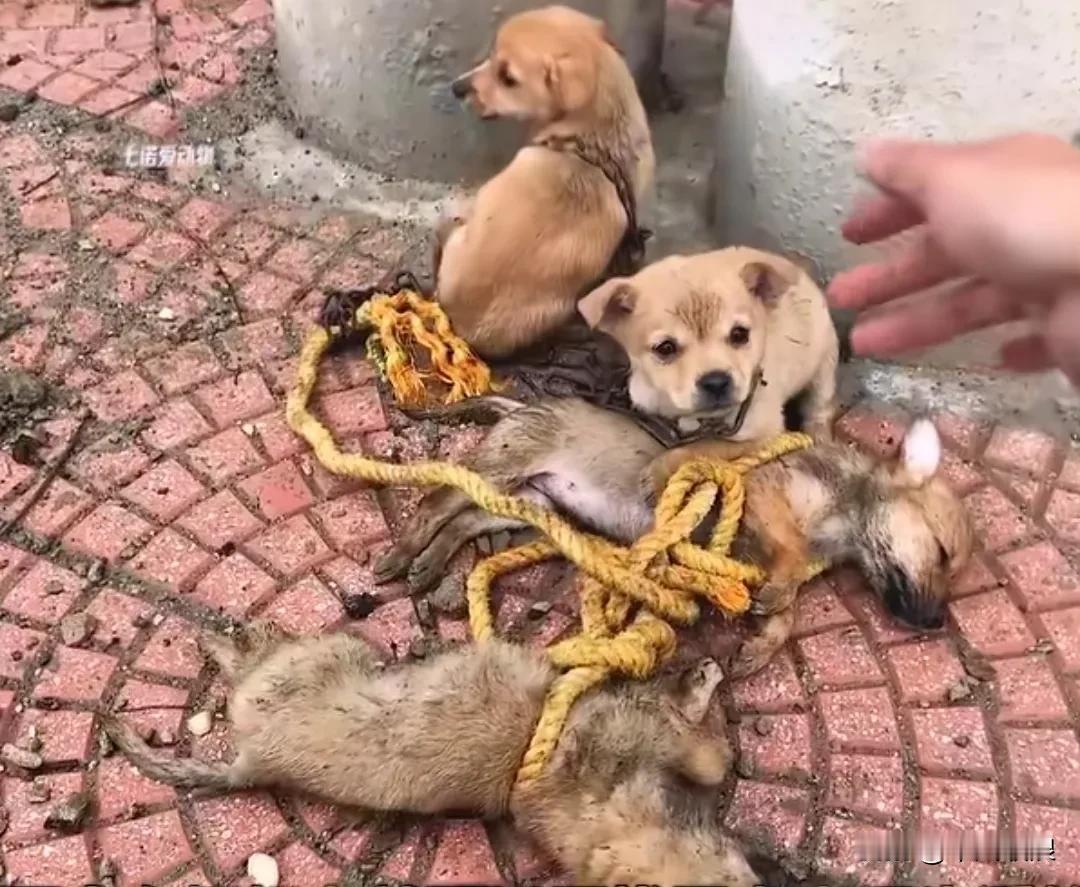 流浪狗妈妈被人打死了，小奶狗还被绑在一起，有两只守在旁边嗷嗷叫。救助站的人接到电
