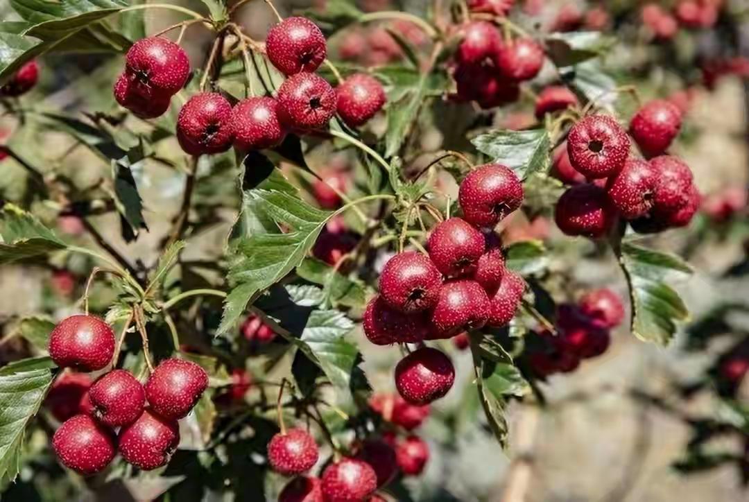 我问山东的朋友，为啥网上说你们那买不到“山楂树下”了？朋友回我：可拉倒吧，楼下